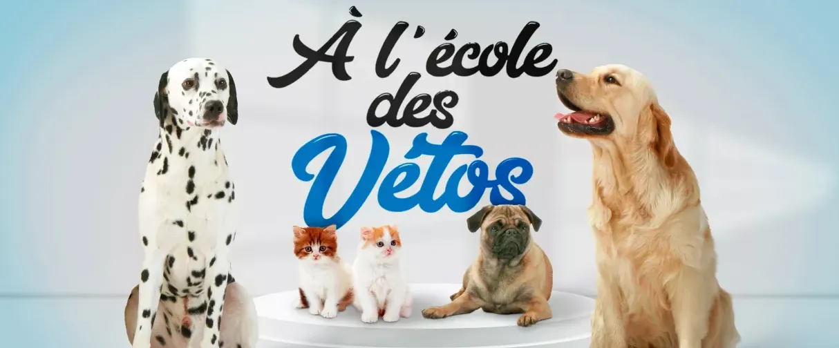 « À l'école des vétos ».